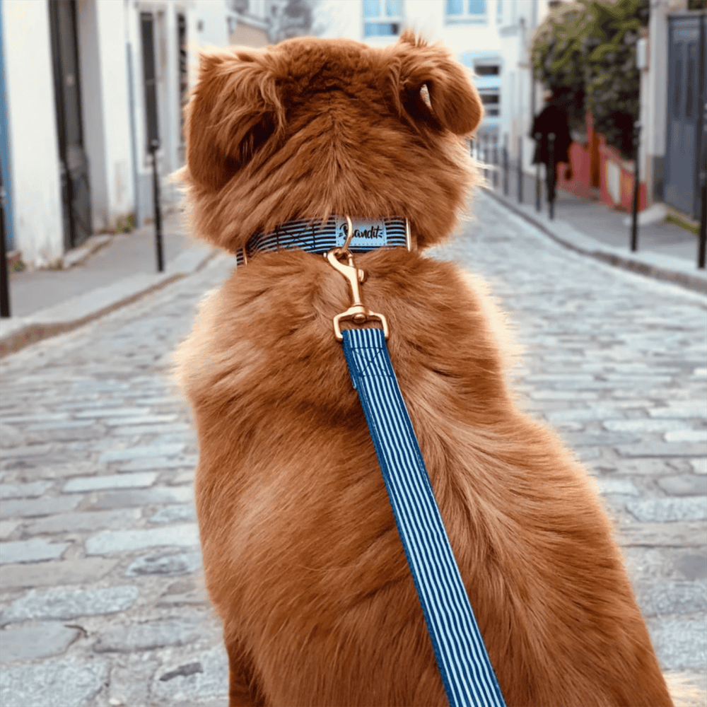 Kemy - collier et laisse pour chien In The Navy